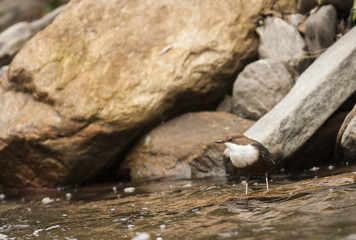 Dipper bird