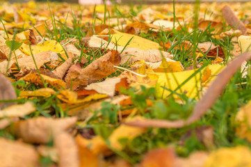 Abstract artistic blured colorful autumn yellow leaves on the ground