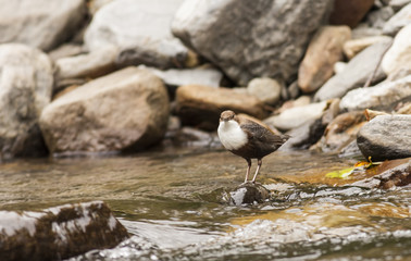 Obraz premium Dipper bird