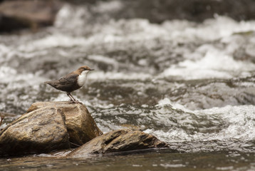 Dipper bird