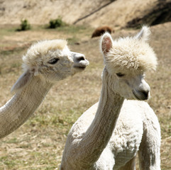 Young Alpacas that have been shorn grazing in the western Cape South Africa