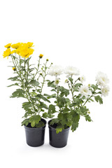 Yellow and white chrysanthemum flower in a pot, on a white background