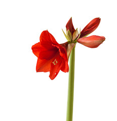 Red Hippeastrum on white background