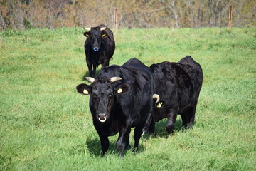 放牧で大きく育った牛／山形県鶴岡市羽黒町川代にある月山高原牧場で、牛の放牧風景を撮影した写真です。この牧場は、約100haの緑のジュウタンが広がり、雄大な高原の中で牛や羊を眺められます。2015年は5月19日にオープンし、多くの牛が放牧されました。放牧は10月下旬で終了するため、10月18日に行って撮影した写真です。約半年間、自然の牧草をいっぱい食べ、丸々と大きく育った牛の写真です。
