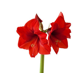 Red Hippeastrum on white background