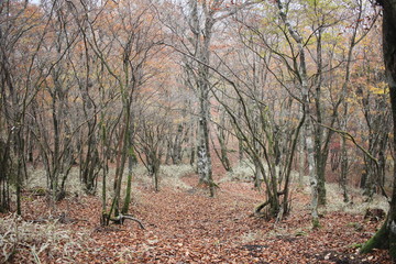 Obraz premium 秋の林の中