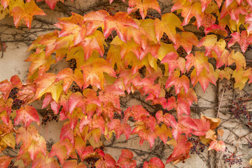 House covered with Liana and colorful leaves
