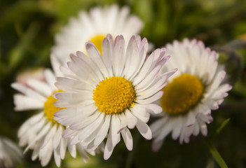 Fototapeta premium Daisy flowers