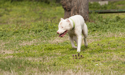 Obraz premium Argentinian Dog/Dogo Argentino