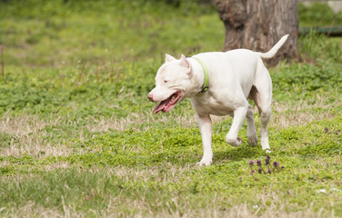 Argentinian Dog/Dogo Argentino