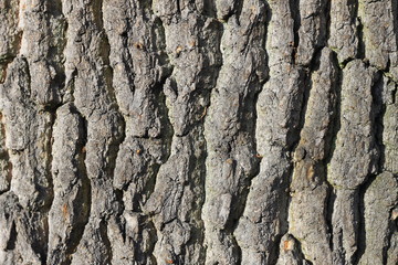 Текстура коры дуба
