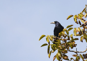 Rook (Corvus frugilegus)
