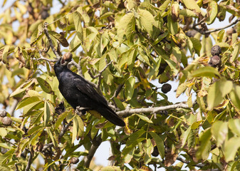 Rook (Corvus frugilegus)