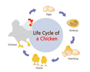 This picture shows the life cycle of a chicken from an egg to a chicken.