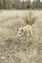 Fototapeta premium Dog walking field