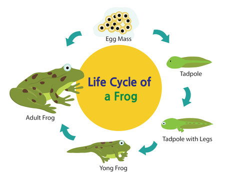 This picture shows the life cycle of a frog from an egg to a frog. 