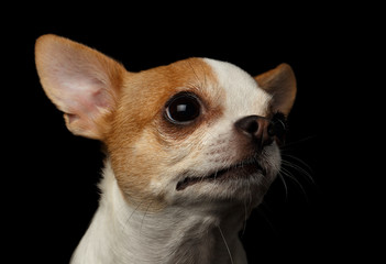 Closeup Portrait of Chihuahua Dog on black