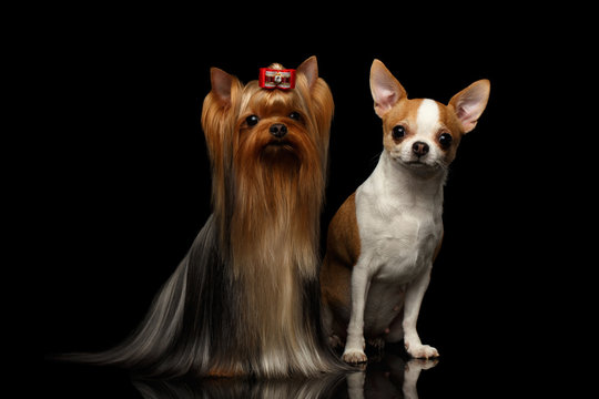 Yorkshire Terrier Dog with Chihuahua Sits on black