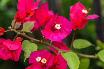 Obraz premium Fundo com flor