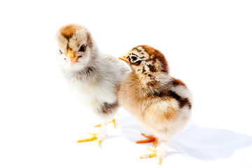 Fototapeta premium Little fluffy chickens