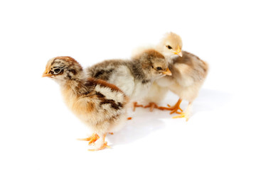 Little fluffy chickens