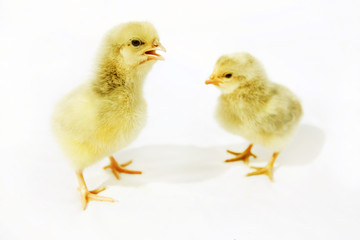Little fluffy chickens