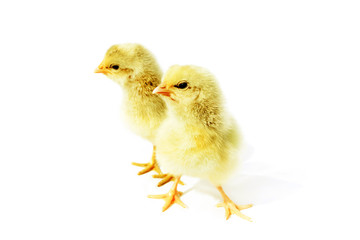 Little fluffy chickens