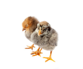 Little fluffy chickens