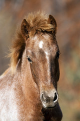 Fototapeta premium horse head