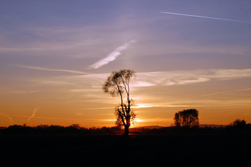Fototapeta premium Drzewo, zachód słońca