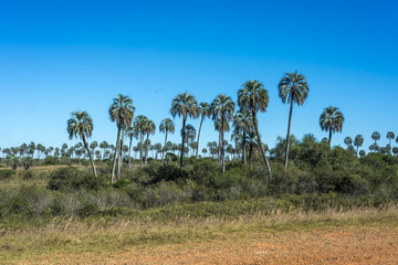 Palms on El Palmar National Park, Argentina