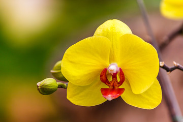 Yellow Orchid Flower © lovmc2