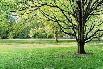 Lush green tree in city park, Invercargill, New Zea