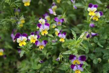 Organic pansy viola flowers in garden, selective focus