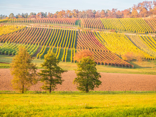 Weinberge im Herbst