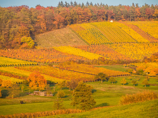 Weinberge im Herbst