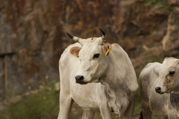Obraz na płótnie Canvas Mom Cow with his young
