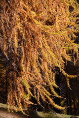 montagna autunno alberi larici neve cime 