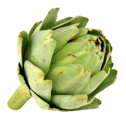 Globe Artichoke