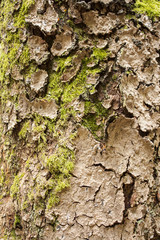 Tree bark with moss