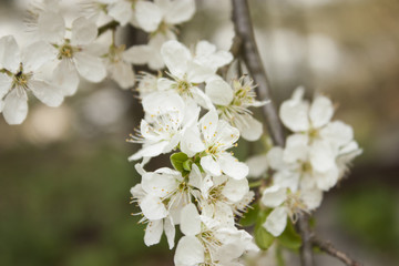 Obraz premium Morello blossoms