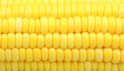 Yellow sweet corn