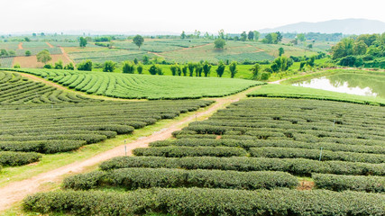 Choui Fong Tea farm, Chiang Rai Thailand