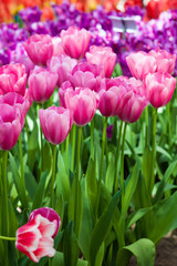 Tulips. Spring flower. beautiful flowers