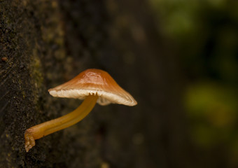 Little mushroom grow on tree stump