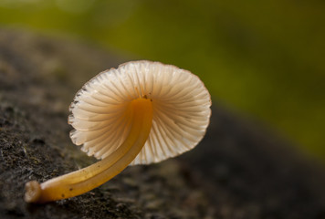 Little mushroom grow on tree stump