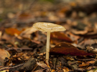 Mushroom 
