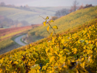 Weinberg im Herbst