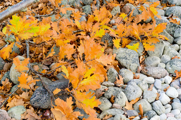 Oak leaves