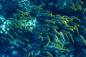 Tropischer Fischschwarm vor Korallenriff
